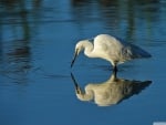 egret