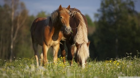 horse in the meadow - tree, horse, green, grass