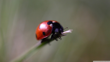 ladybug - red, ladybug, insect, grass