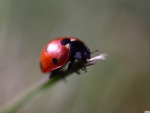 ladybug