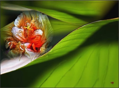 Encapullada - color, vista, pasion, flor