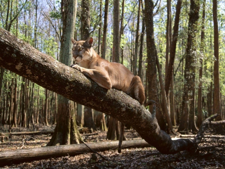 lion - cat, tree, forest, lion