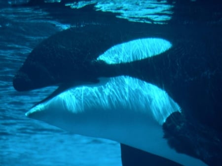 killer whale - whale, killer, water, blue