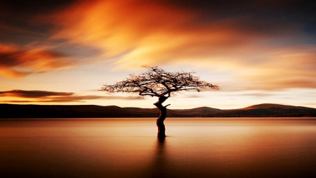 dead tree - cloud, zynah, nature, tree