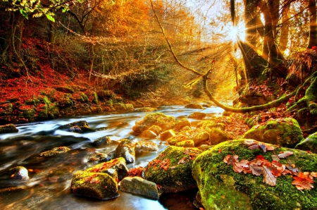 â˜…Vivid in the Fallâ˜… - rays light, autumn, trees, photography, creative pre-made, rocks, rivers, landscapes, attractions in dreams, sunlight, forests, moss, stunning, nature, love four seasons, beautiful, scenery, leaves, colors, fall season