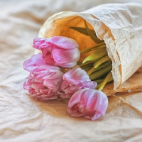 Pink Tulips