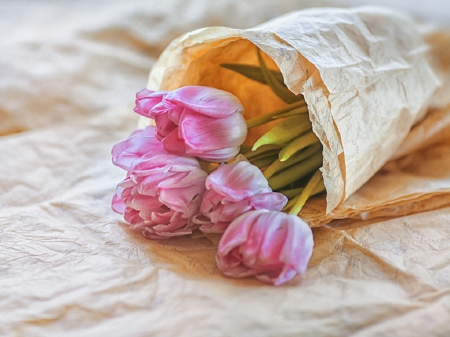 Pink Tulips - tulips, pink, still life, cloth