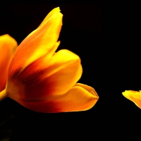 yellow tulips