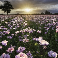 Purple Poppy Field