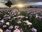 Purple Poppy Field