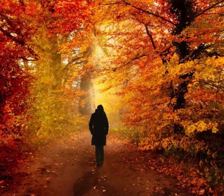 Autumn walk - nature, people, forests, cool, beautiful, outdoor, orang