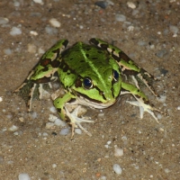 CUTE FROG