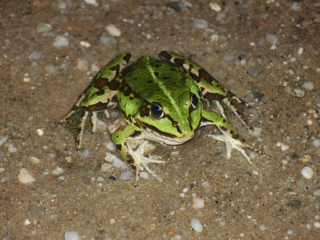 CUTE FROG - frog, animal, cute, green