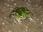 CUTE FROG