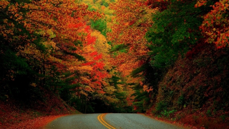 Autumn Road - autumn, forests, trees, road