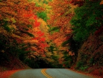 Autumn Road