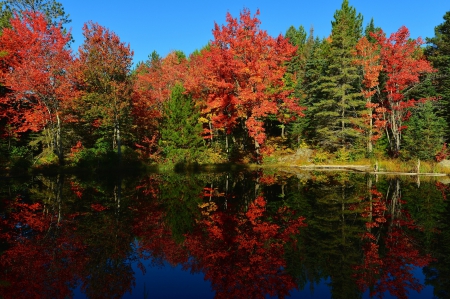 * Autumn * - trees, nature, autumn, lake, forest