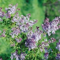 PRETTY LILACS