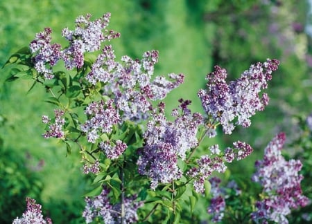 PRETTY LILACS - flowers, purple, pretty, lilacs