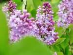 LOVELY LILACS