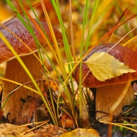 Autumn vegetables - mushrooms