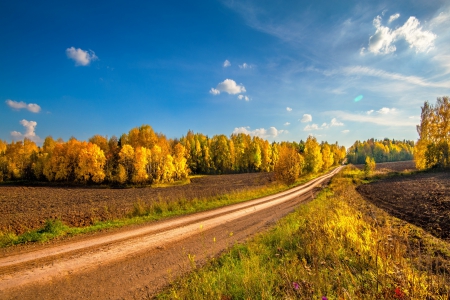 * Autumn * - nature, autumn, forest, trees