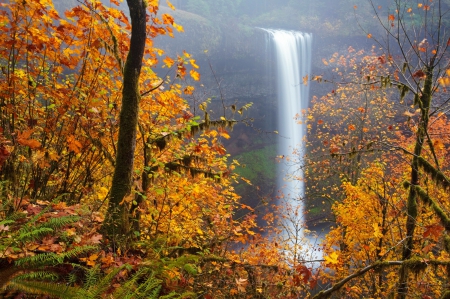 Silver Falls State Park - sliver falls, silver falls state park, autumn, fall, trees, park, waterfall