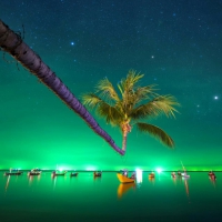 Palm Over the Night Sea