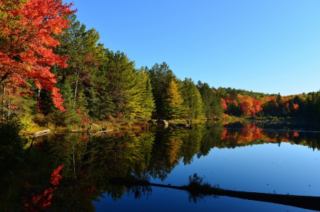 * Autumn lake * - lake, forest, nature, autumn