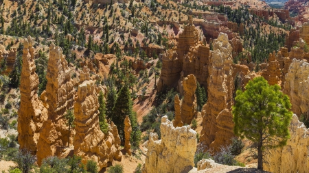 Canyon - nature, canyon, trees, canyons