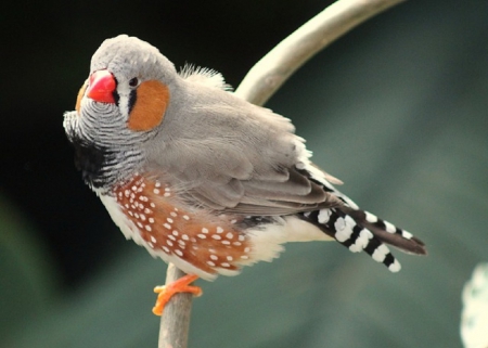 ZEBRA FINCH - nature, zebra, bird, finch