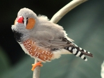 ZEBRA FINCH