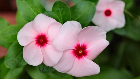 Flowers - flowers, white, pink, nature