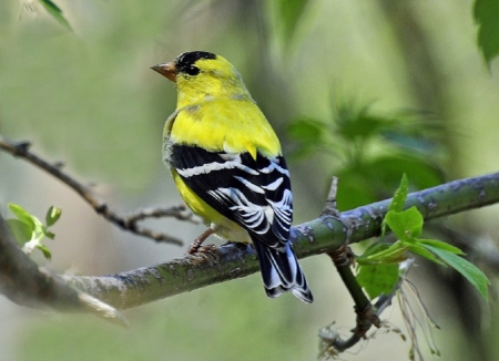 FINCH - yellow, pretty, bird, finch