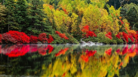 Autumn - great, river, trees, autumn