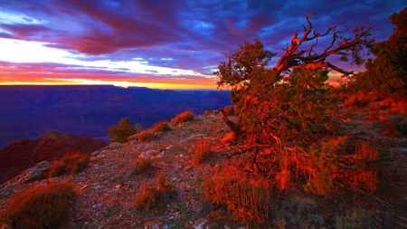 The Burning Bush - clouds, fall, autumn, landscape, colors, canyon, leaves