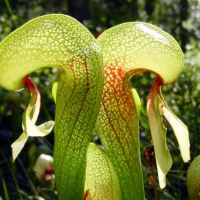 Cobra Lilies(Rare)