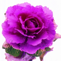 Ornamental Cabbage