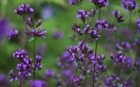 Wild Flowers - flowers, purple, wild, amazing