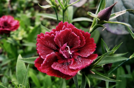 Flower - one, flower, red, beautiful