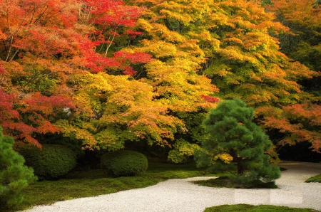 Japanese Park near Kyoto at Autumn - fall, bush, trees, colors, leaves