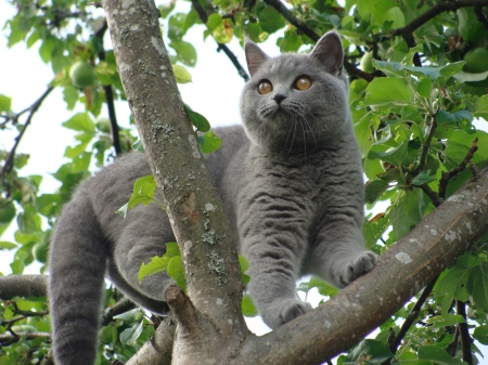 Kitty on a tree - tree, animals, cats, kitty