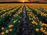 Daffodil Field