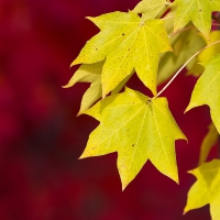 Yellow Autumn Leaves