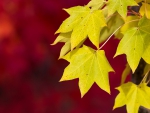 Yellow Autumn Leaves