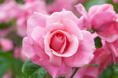 Pink roses - pink roses, fragrance, summer, lovely, nature, pretty, petals, beautiful, leaves, scent, flowers, garden