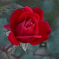 Artful Rose