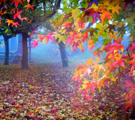 Forest - forest, tree, leaves, peace