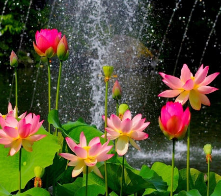 Flower - water, lily, rose, flower