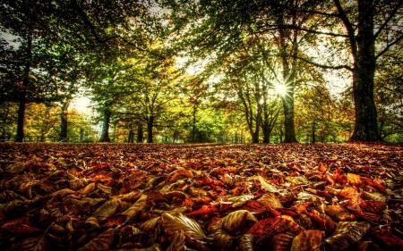 Autumn in the Park - nature, autumn, forests, trees, parks, leaves